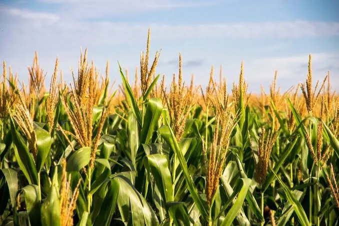 It’s time for ‘corn sweat’ as mid-summer hits